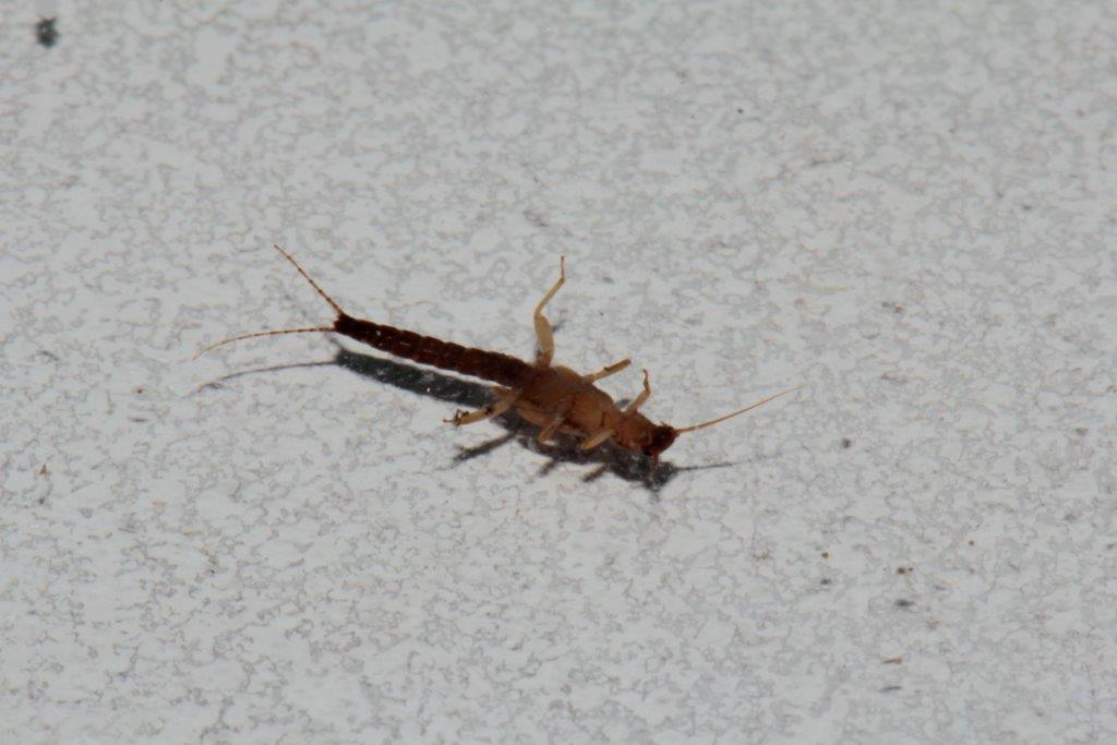 Plecotteri: foto di laboratorio da confermare